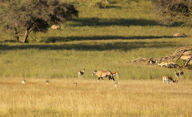 Gemsbok and Springbok in the Kgalagadi