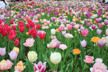 満開のチューリップ畑 色とりどりの花たち 国営ひたち海浜公園 茨城県ひたちなか市