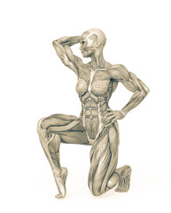 Obraz premium female bodybuilder is doing a kneeling pose in white background