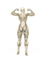 female bodybuilder is showing the guns white background rear view