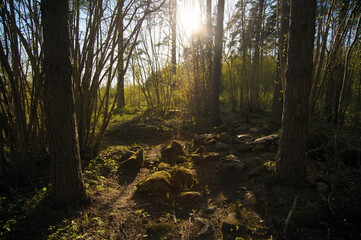 Obraz premium Scenic forest in early morning with sunshine and blue sky