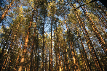 Trees in forest on sunny day with blue sky