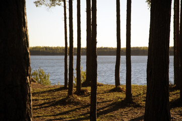 Tree silhouettes in forest with river on background