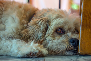 puppy lying on the ground 