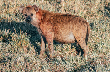 Hyena safari Kenya