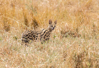 Gato salvaje Kenia safari