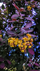Beautiful yellow flowers and red leaves on the branch. 