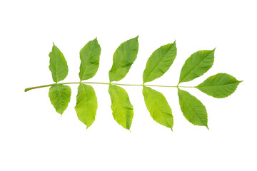Obraz premium European ash (Fraxinus excelsior) branch with juicy spring leaves. Isolate, clipping path, no shadows. common ash leaves isolate. juicy