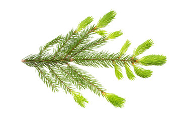 Spruce branch (Picea abies) in the spring at the time of regrowth of new shoots and needles. Isolate, clipping path, no shadows. European spruce branch isolate.