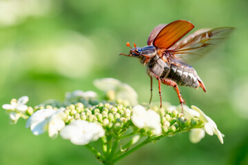 Cockchafer (Melolontha melolontha) at the time of takeoff from the viburnum flower. Maybeetle in...