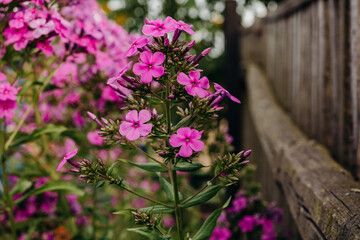 Bright pink phlox bud in the summer garden. Phloxes on the background of a wooden fence.