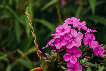 Bright pink phlox close-up in the summer garden.