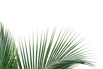 Tropical coconut leaves on white isolated background for green foliage backdrop