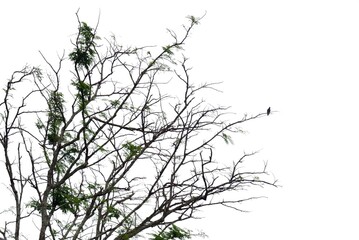 Obraz premium In selective focus dead trees with twigs in the park with a tropical bird sitting on white isolated background