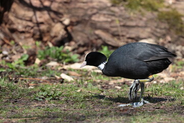 coot duck on the ground