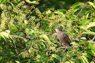 starling on a branch, bird surrounded by green leaves of trees