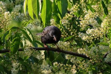 blackbird on a branch among green leaves