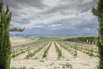 Fototapeta na wymiar Visit to a beautiful vineyard in Andalusia near the city of Jérez, Spain