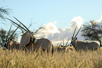 Gemsbok or South African Oryx in the Kgalagadi