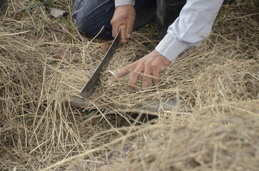 Man cutting straw with a machete