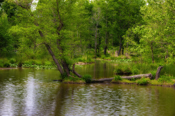 Landscape background of water and trees