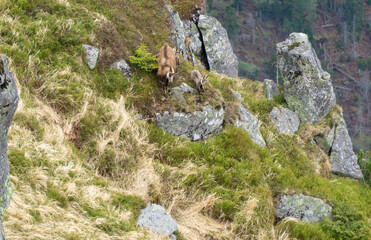 Chamois run down the rocks. Western Tatras.