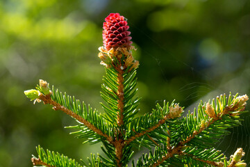 Young spruce cones in the spring.