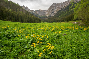 Great spring landscape in the Mala Laka Valley. Western Tatras.