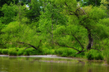Fototapeta premium Landscape background of water and trees