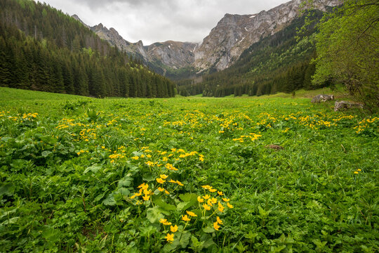 Great spring landscape in the Mala Laka Valley. Western Tatras.