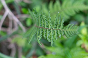 nature, environment, plants