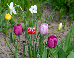Tulips and daffodils in the garden. Beautiful tulips of different colors.