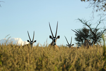Gemsbok or South African Oryx in the Kgalagadi