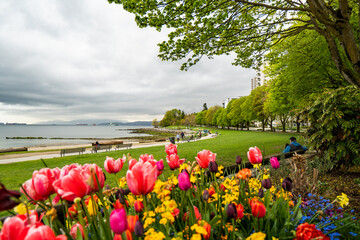 Fototapeta premium Tulips at Stanley Park along the Seawall in Vancouver, British Columbia, Canada