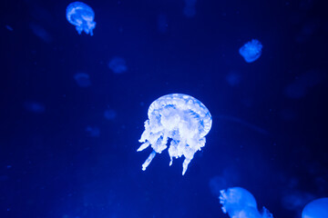 Naklejka na ściany i meble A jellyfish at the Vancouver aquarium in Vancouver British Columbia Canada