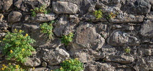 Little plant with yellow flowers on a stone wall