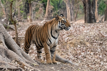 A wild tiger standing in the forest in India.