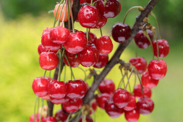 Sweet red Cherry. Sweet Cherries on a green background with water drops top view. Antioxidant Vitamin berry. Vegan vegetarian.  Ripe red berries of sweet cherries on a tree branch