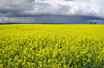 Fototapeta premium field of rapeseed