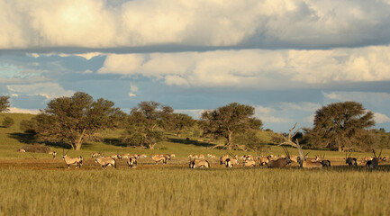 Naklejka na ściany i meble Gemsbok herd and Springbok herd in the Kgalagadi