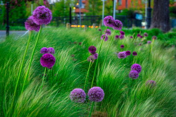 Blooming decorative garlic and grass at dusk on the street of Gdansk. Poland