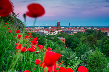 Blooming poppies with the Gdańsk city view at sunset. Poland