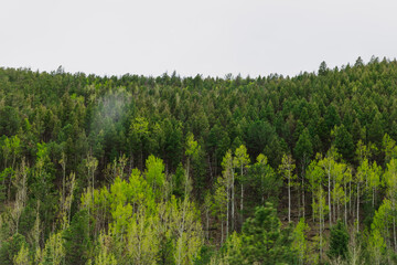 Obraz premium trees in the field