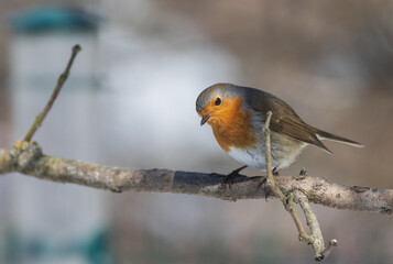 European robin (Erithacus rubecula) in snow