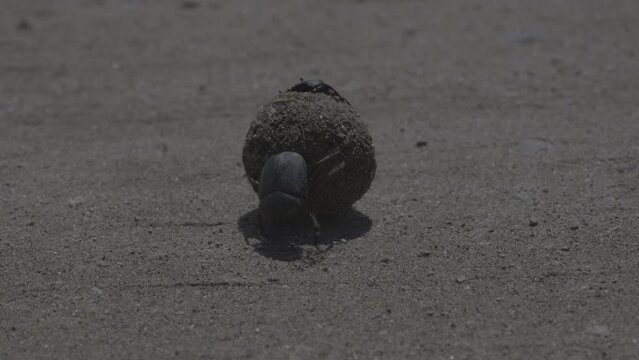 Dung beetle rolling the dung ball on sand with its mate.
