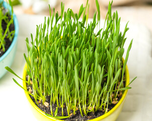 Sprouting Microgreens. Sprouting dish for green shoots. Seed Germination at home. Vegan and healthy eating concept. Germinated Wheat Micro greens. Sprouted grain. Growing sprouts. Natural food.