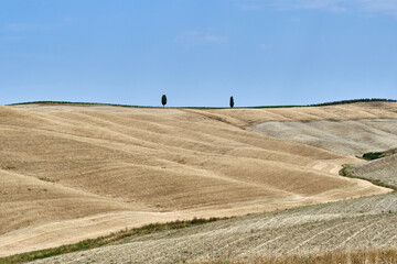 Obraz premium Two Trees On Road Amidst Field Against Clear Sky
