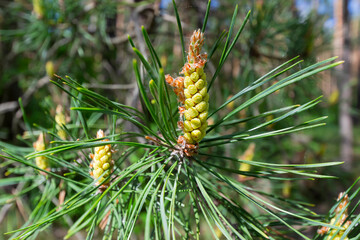 A flowering branch of a pine tree in the forest. Selective focus