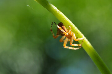 Garden spider hanging under stem of a Sunflower