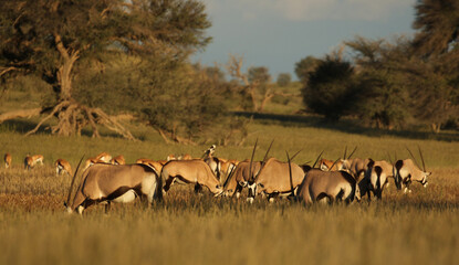 Gemsbok or South Africa Oryx in the Kgalagadi